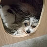 dog, small_dog, fluffy_fur, wooden_cubby, pet, indoor, cozy, hiding, cute, curious, animal, resting, face, nose, eyes, fur, floor, home, shelter, comfort