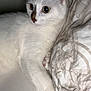 animal, bed, cat, closeup, cozy, curious, cute, domestic, ears, feline, fur, indoor, paw, pet, pillow, relaxed, resting, sleepy, whiskers, white_cat