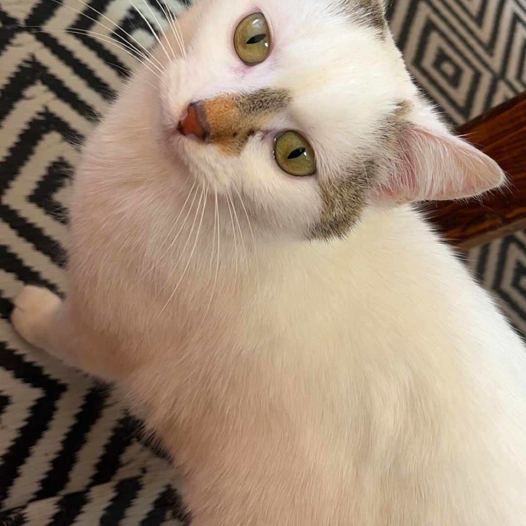Ninouche participe au concours pour gagner de l'argent avec cette photo : animal, black_and_white, cat, closeup, curious, cute, domestic_cat, ears, feline, floor, fur, green_eyes, household, indoor, looking_up, patterned_rug, pet, sitting, whiskers, white_cat