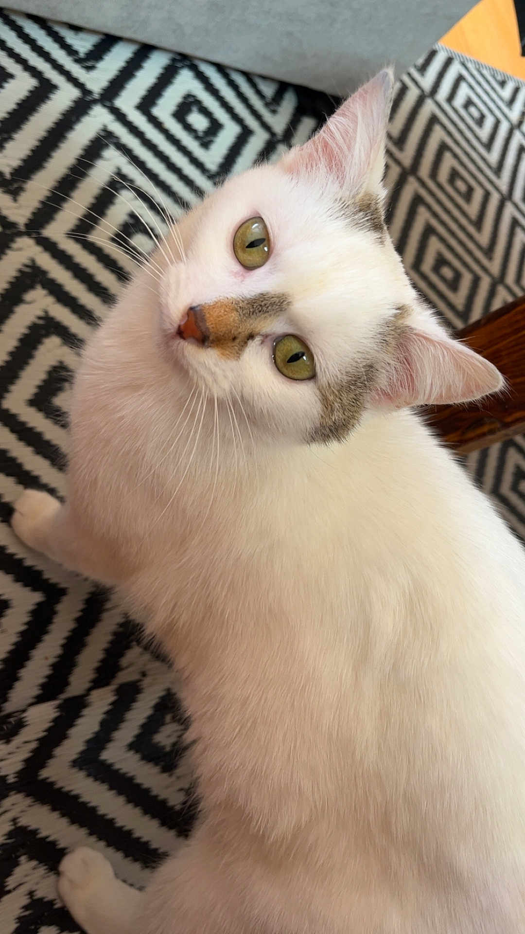 Ninouche participe au concours pour gagner de l'argent avec cette photo : cat, white_cat, green_eyes, fur, pet, indoor, curious, looking_up, patterned_rug, black_and_white, animal, whiskers, ears, close_up, domestic_cat, feline, soft_fur, floor, household, cute