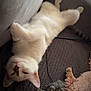 cat, white_cat, lying_down, upside_down, relaxed, indoor, pet, furry, paw, face, blanket, toy, mouse_toy, cozy, sleepy, fur, couch, texture, household, animal