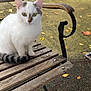 Ninouche a rejoint le concours — aidez-le/la à gagner de superbes lots ! cat, white_cat, gray_markings, bench, wooden_bench, outdoor, fallen_leaves, yellow_leaves, pet, animal, feline, sitting, sidewalk, metal_bench_armrest, quiet, calm, daytime, nature, background, resting