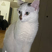 Ninouche participe au concours pour gagner de l'argent avec cette photo : cat, white_cat, indoor, pet, animal, feline, curious, sitting, looking_away, ears_up, domestic, fur, whiskers, wide_eyes, wood_floor, lamp, door, household, quiet, calm