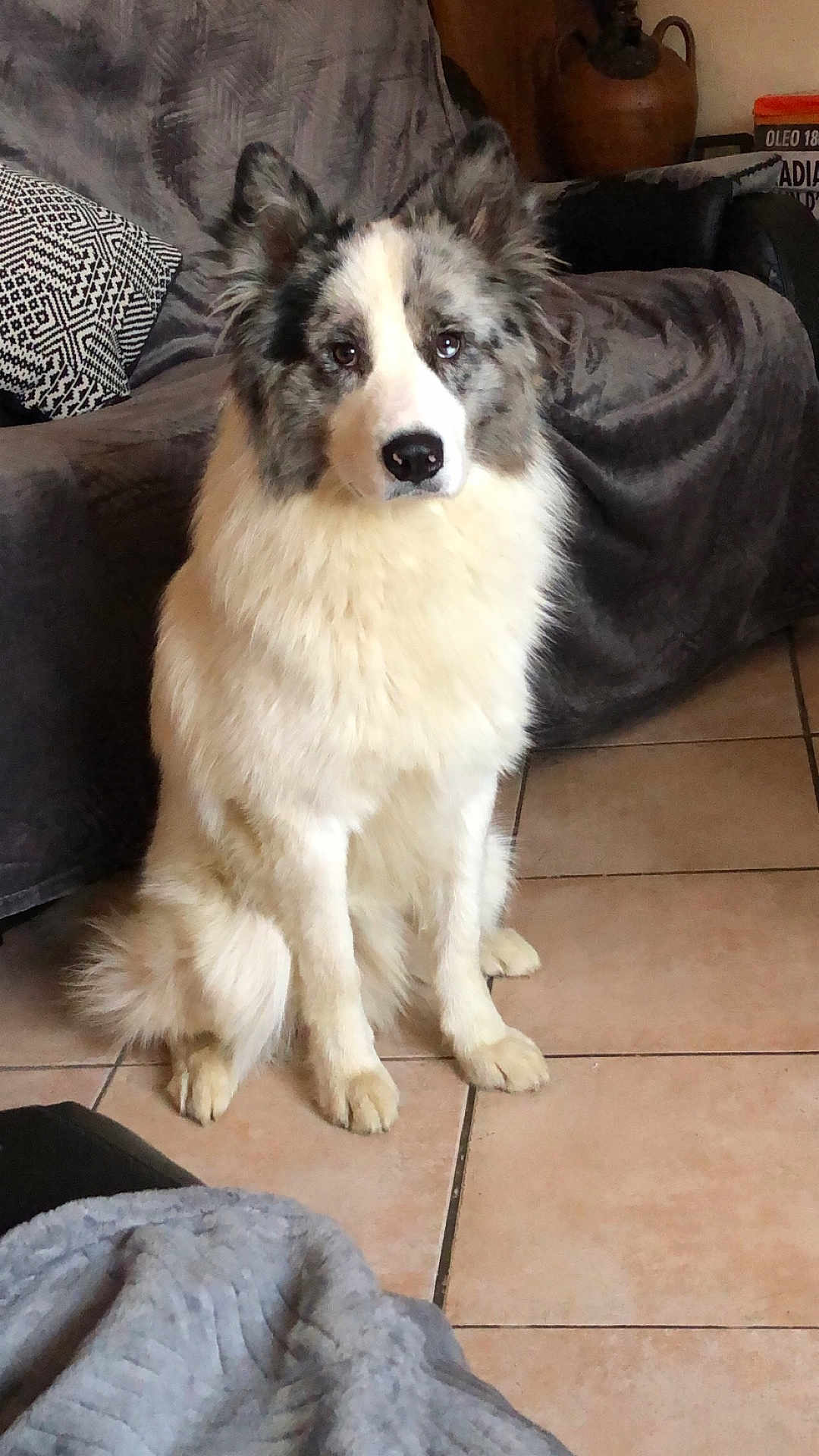 Texas participe au concours pour gagner de l'argent avec cette photo : dog, indoor, floor, tile, blanket, couch, pillow, fur, pet, sitting, animal, canine, looking_at_camera, ears, tail, domestic, home, cozy, furniture, black_and_white