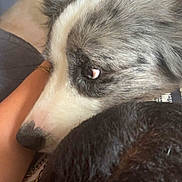 Texas participe au concours pour gagner de l'argent avec cette photo : dog, close_up, resting, fur, eye, indoor, arm, person, cozy, pet, companion, animal, white, gray, black, texture, soft_light, comfort, relaxation, couch