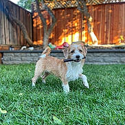 Teddy joined the competition — help win amazing prizes! dog, grass, backyard, stick, pet, outdoor, sunlight, wooden_fence, tree, playful, animal, cute, small_dog, happy, nature, greenery, fur, canine, daylight, summer