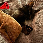 Sweetie Pye is registered to the contest to win money with this photo: cat, black_cat, sleeping, blanket, paw, fur, cozy, bed, plush, indoor, pet, nap, cuddly, textile, red_cloth, brown_blanket, close_up, ear, whiskers, soft_lighting