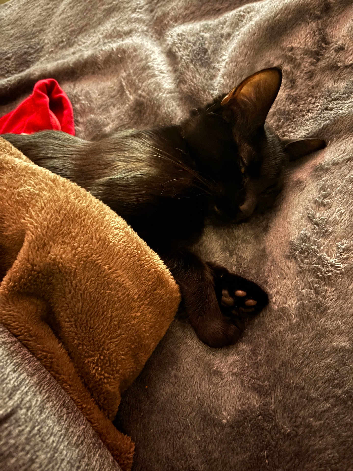 Sweetie Pye is registered to the contest to win money with this photo: cat, black_cat, sleeping, blanket, paw, fur, cozy, bed, plush, indoor, pet, nap, cuddly, textile, red_cloth, brown_blanket, close_up, ear, whiskers, soft_lighting