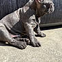 abyssinian, animal, bulldog, canine, cat, dog, fox, frenchbulldog, kitfox, kitten, manx, pet, pitbull, puppy, snout