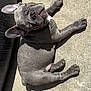 animal, bodypart, bostonbull, boxer, bulldog, canine, dog, finger, frenchbulldog, hand, hound, person, pet, pitbull, pointer, puppy, sleeping