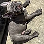 animal, bodypart, bostonbull, boxer, bulldog, canine, dog, finger, frenchbulldog, hand, hound, person, pet, pitbull, pointer, puppy
