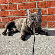 Alfi participe au concours pour gagner de l'argent avec cette photo : animal, brick_wall, close_up, concrete, cute, daylight, dog, ears, face, french_bulldog, gray, lying_down, mammal, outdoor, paw, pet, relaxing, resting, shadow, sunlight