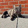 animal, brick_wall, close_up, concrete, cute, daylight, dog, ears, face, french_bulldog, gray, lying_down, mammal, outdoor, paw, pet, relaxing, resting, shadow, sunlight