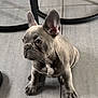 animal, boxer, bulldog, canine, dog, frenchbulldog, furniture, pet, pitbull, puppy, wood