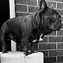 animal, black_and_white, brick_wall, canine, close_up, dog, domestic_animal, ears_up, french_bulldog, furry, indoor, looking_away, muscular, pet, platform, portrait, short_hair, side_view, standing, texture