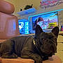 Alfi a rejoint le concours — aidez-le/la à gagner de superbes lots ! anime, chair, computer, cushion, cute, decor, dog, figurines, french_bulldog, gaming_pc, indoor, lighting, looking_at_camera, monitor, pet, portrait, relaxed, room, shelf, technology