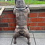 Alfi participe au concours pour gagner de l'argent avec cette photo : animal, back_view, bead_collar, bicycle, brick_wall, car, casual_clothing, daytime, dog, fence, french_bulldog, grass, hind_legs, outdoor, pavement, paw, people, pet, sidewalk, tail
