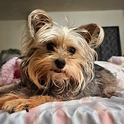 River is registered to the contest to win money with this photo: dog, pet, animal, cute, fluffy, bed, indoor, relaxed, fur, ears, portrait, closeup, home, cozy, sleepy, mammal, companion, friendly, small_dog, cute_pet