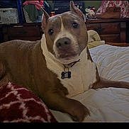 Harley Girl joined the competition — help win amazing prizes! dog, pit_bull, brown_and_white, pet, animal, portrait, lying_down, bed, bedroom, blanket, collar, dog_tag, short_hair, upright_ears, looking_at_camera, indoor, home, furniture, cozy, photograph