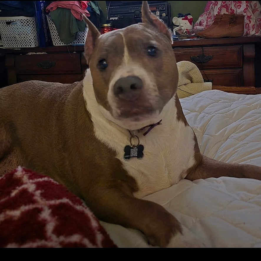 Harley Girl joined the competition — help win amazing prizes! dog, pit_bull, brown_and_white, pet, animal, portrait, lying_down, bed, bedroom, blanket, collar, dog_tag, short_hair, upright_ears, looking_at_camera, indoor, home, furniture, cozy, photograph