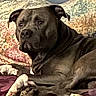 dog, canine, pet, black_dog, lying_down, resting, indoors, couch, cushion, blanket, portrait, close_up, brown, black, floppy_ears, paws, relaxed, alert, home, textured_background