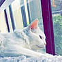 Coco joined the competition — help win amazing prizes! cat, white_cat, feline, window, indoor, relaxing, fuzzy_blanket, side_view, pet, animal, fur, ears, whiskers, daylight, resting, cozy, looking_out, close_up, quiet, calm