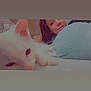 Coco is registered to the contest to win money with this photo: cat, white_cat, person, bed, blanket, indoor, relaxed, sleepy, close_up, face, ear, paw, resting, cozy, nostalgic, vintage_filter, human, animal, soft_lighting, casual