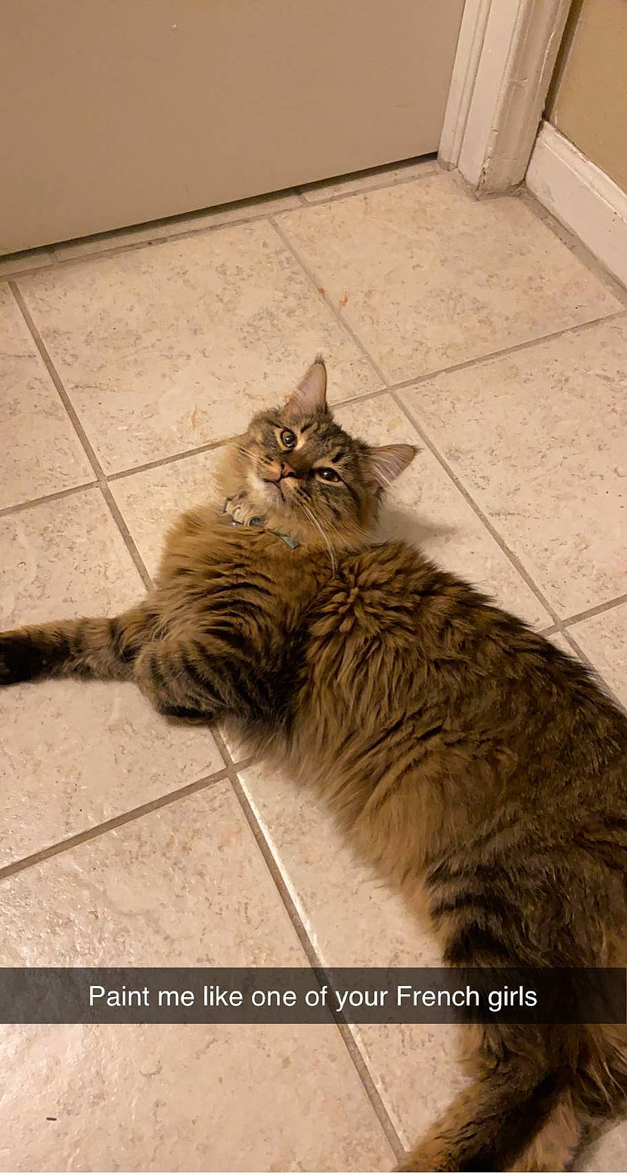 Fiji is registered to the contest to win money with this photo: carnivore, cat, claw, domestic_short_haired_cat, fawn, felidae, floor, flooring, fur, hardwood, human_leg, mammal, paw, road_surface, small_to_medium_sized_cats, snout, tail, whiskers, window, wood