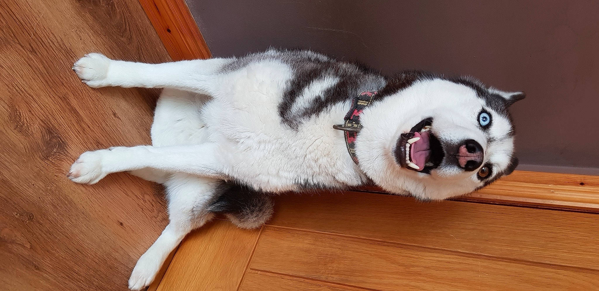 Arya joined the competition — help win amazing prizes! canidae, carnivore, collar, companion_dog, dog, dog_breed, fawn, felidae, flooring, foot, fur, hardwood, small_to_medium_sized_cats, snout, sporting_group, tail, terrestrial_animal, whiskers, wood, wood_stain