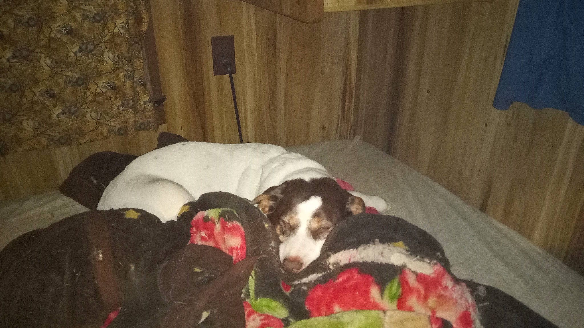 Duchess joined the competition — help win amazing prizes! canidae, carnivore, comfort, companion_dog, curtain, dog, dog_breed, dog_supply, fur, guard_dog, hardwood, linens, nap, non_sporting_group, room, sleep, snout, sporting_group, wood, working_animal