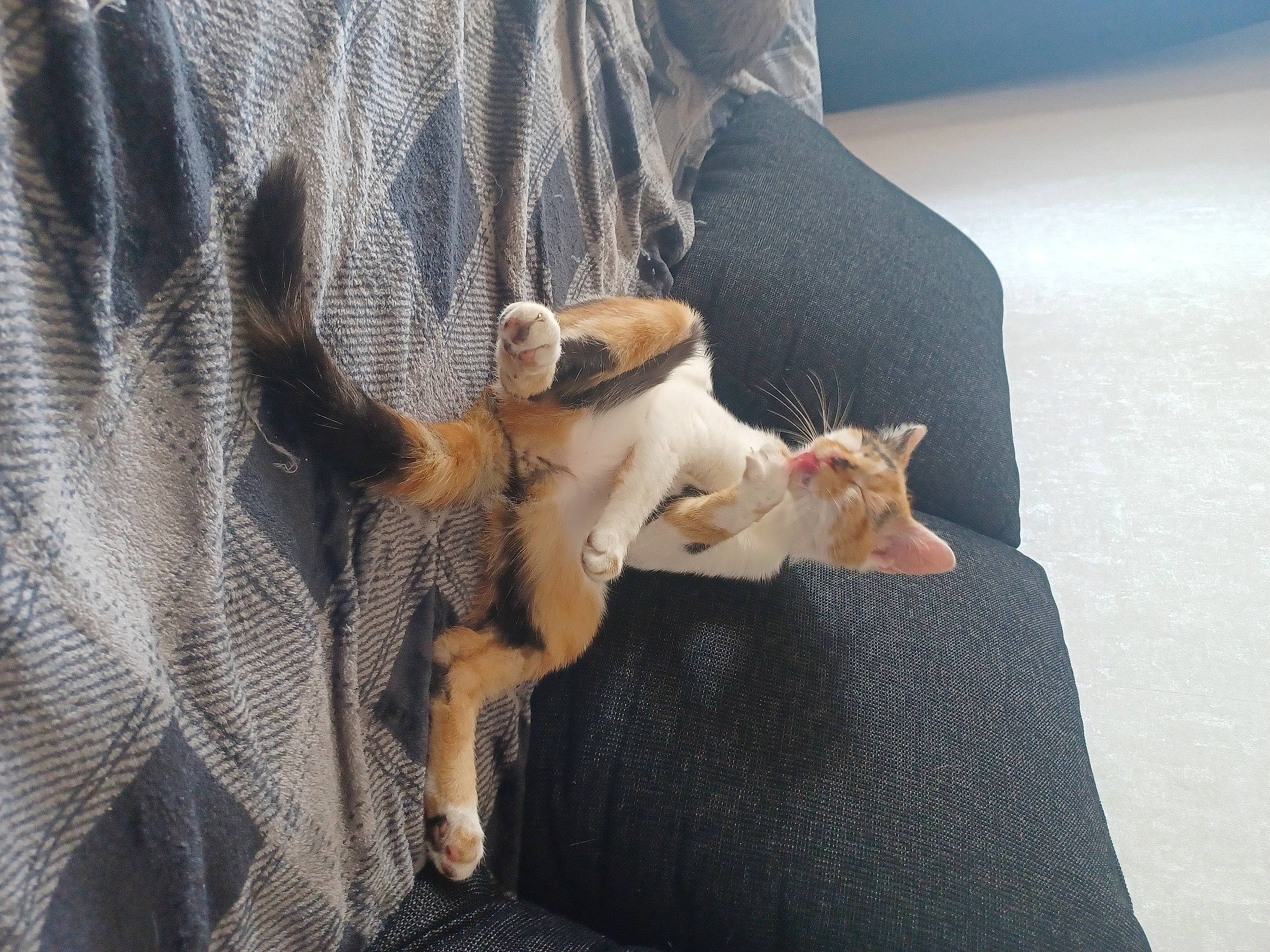 Bella participe au concours pour gagner de l'argent avec cette photo : canidae, carnivore, cat, claw, comfort, companion_dog, dog_breed, domestic_short_haired_cat, fawn, felidae, fur, grey, linens, mammal, paw, small_to_medium_sized_cats, tail, vertebrate, whiskers, wood