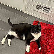 Chloe joined the competition — help win amazing prizes! cat, tuxedo_cat, black_and_white, pet, indoor, floor, tile_floor, red_rug, curious, relaxed, whiskers, animal, feline, domestic_cat, household, cute, four_legs, tail, ears, looking_up