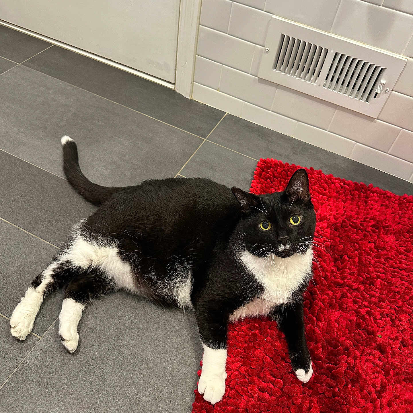 Chloe joined the competition — help win amazing prizes! cat, tuxedo_cat, black_and_white, pet, indoor, floor, tile_floor, red_rug, curious, relaxed, whiskers, animal, feline, domestic_cat, household, cute, four_legs, tail, ears, looking_up