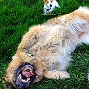 Apple participe au concours pour gagner de l'argent avec cette photo :