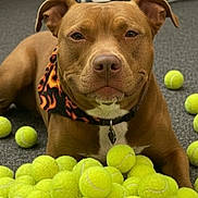 Missy joined the competition — help win amazing prizes! dog, brown_dog, bandana, tennis_balls, indoor, carpet, pet, animal, playful, resting, collar, closeup, domestic_animal, mammal, cute, portrait, fur, canine, toy, leisure