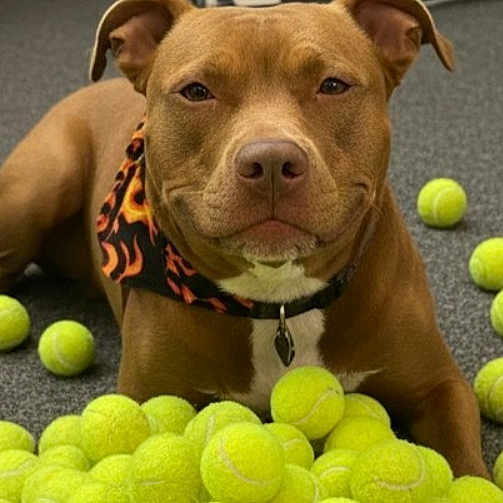 Missy joined the competition — help win amazing prizes! dog, brown_dog, bandana, tennis_balls, indoor, carpet, pet, animal, playful, resting, collar, closeup, domestic_animal, mammal, cute, portrait, fur, canine, toy, leisure