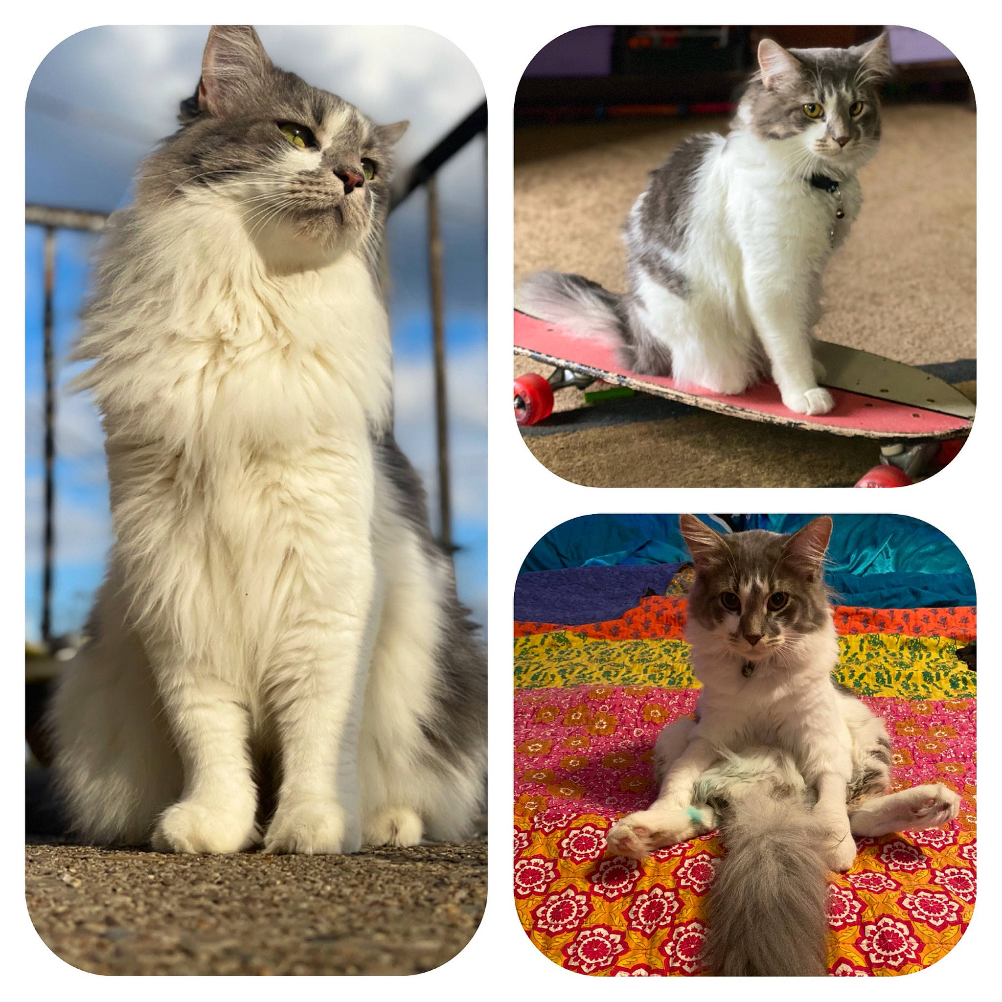 Toretto is registered to the contest to win money with this photo: art, carnivore, cat, collage, felidae, font, fur, gesture, mammal, organism, photo_caption, photograph, rectangle, small_to_medium_sized_cats, snapshot, snout, stock_photography, travel, vertebrate, whiskers