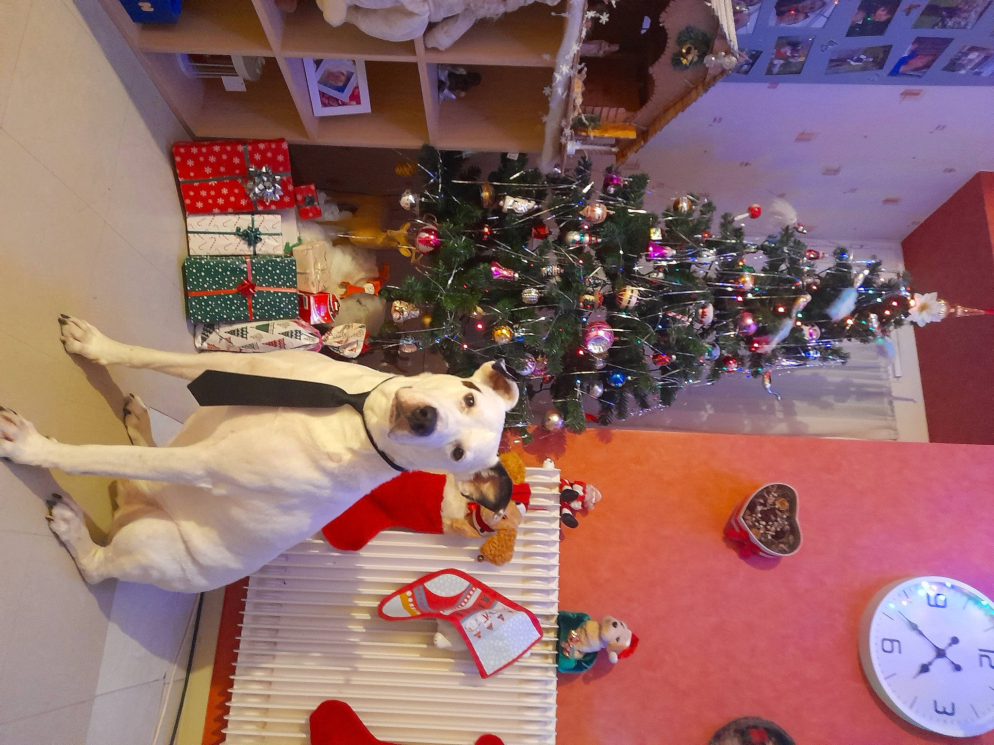 Minus a rejoint le concours — aidez-le/la à gagner de superbes lots ! building, carmine, carnivore, christmas_decoration, christmas_ornament, christmas_tree, dog, event, floor, flooring, fun, holiday, interior_design, ornament, plant, red, room, toy, tree, world