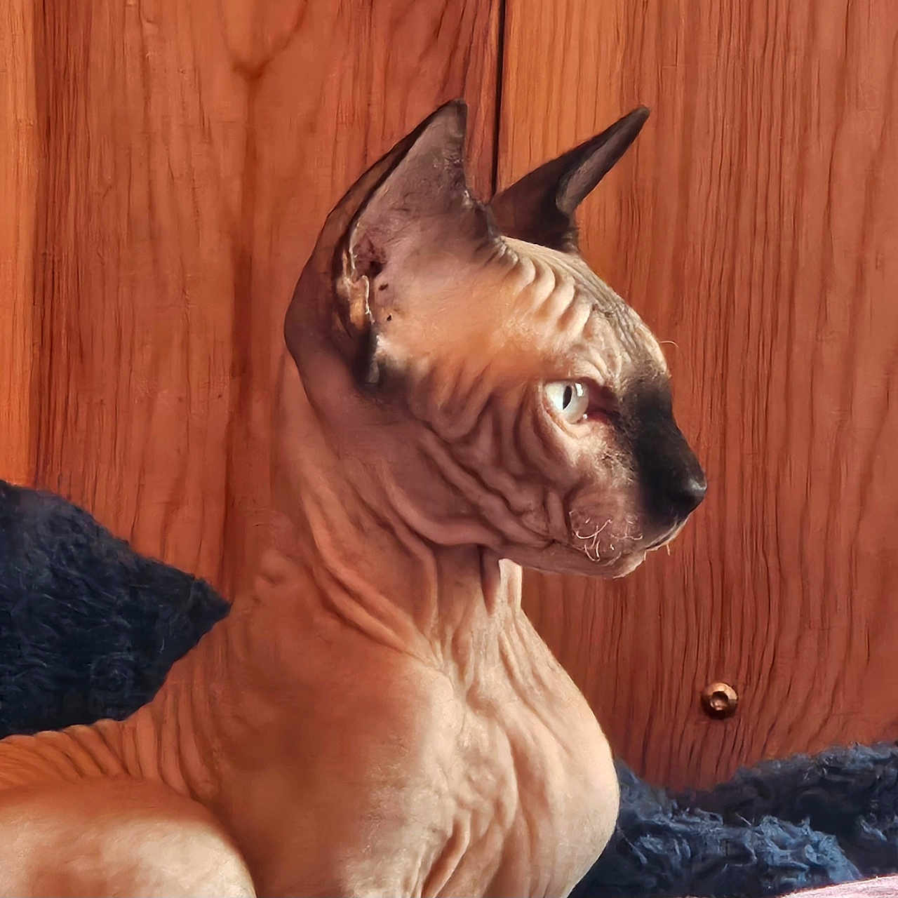Apollon a rejoint le concours — aidez-le/la à gagner de superbes lots ! alert, animal, black_blanket, cat, closeup, curious, domestic_cat, ears, eyes, feline, hairless_cat, indoor, pet, portrait, resting, side_view, sphynx_cat, whiskers, wood_paneling, wrinkles