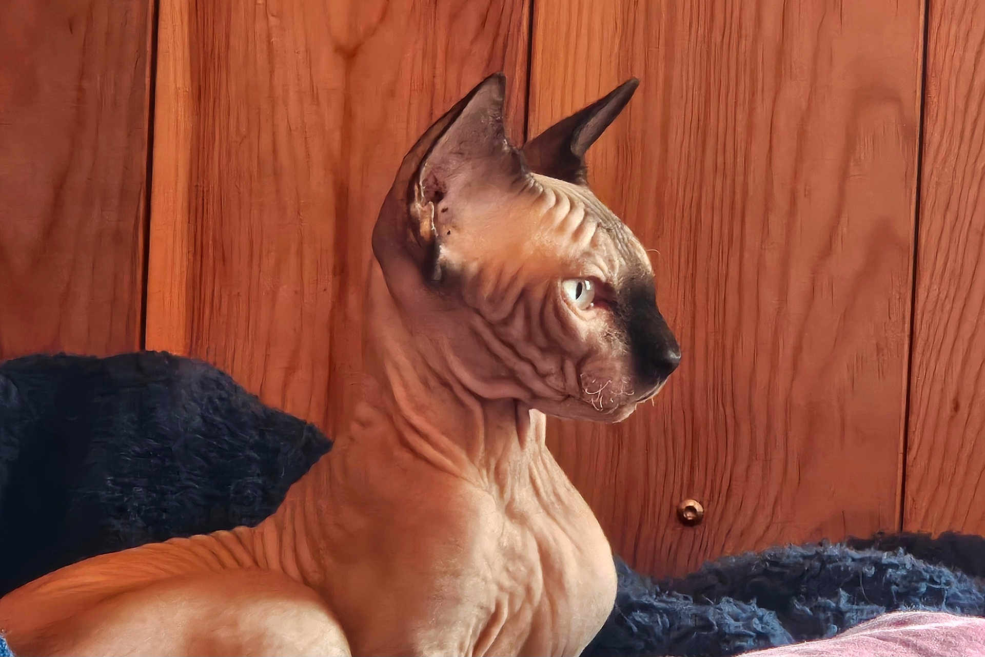 Apollon a rejoint le concours — aidez-le/la à gagner de superbes lots ! sphynx_cat, hairless_cat, cat, pet, animal, feline, wrinkles, wood_paneling, indoor, closeup, portrait, side_view, black_blanket, resting, domestic_cat, alert, curious, whiskers, ears, eyes
