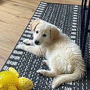 Twix participe au concours pour gagner de l'argent avec cette photo : puppy, dog, indoor, rug, toy, yellow, ball, floor, wood_floor, pet, animal, cute, fluffy, laying_down, looking_at_camera, domestic, young, playful, cozy, home