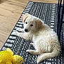 puppy, dog, indoor, rug, toy, yellow, ball, floor, wood_floor, pet, animal, cute, fluffy, laying_down, looking_at_camera, domestic, young, playful, cozy, home