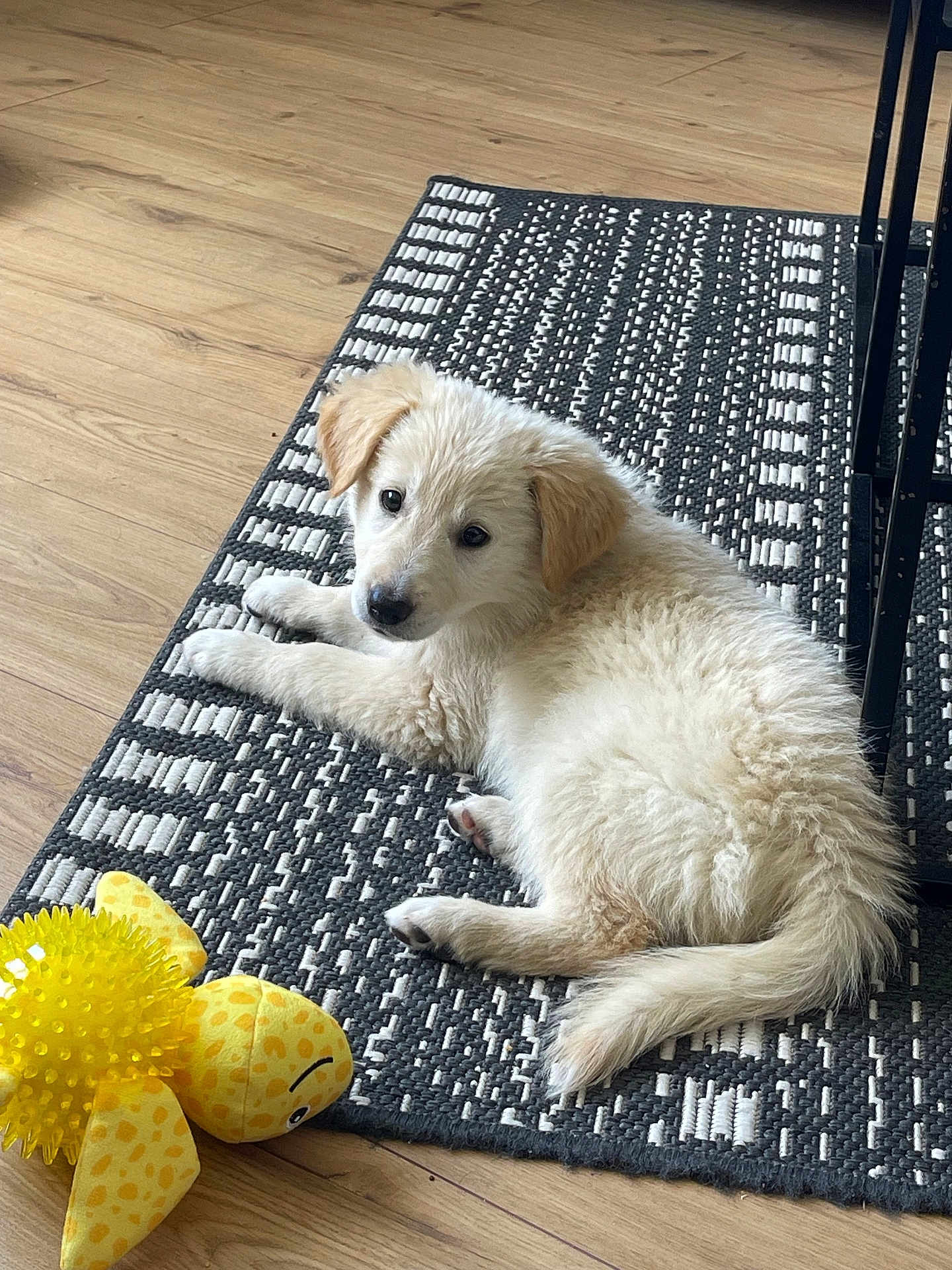 Twix participe au concours pour gagner de l'argent avec cette photo : puppy, dog, indoor, rug, toy, yellow, ball, floor, wood_floor, pet, animal, cute, fluffy, laying_down, looking_at_camera, domestic, young, playful, cozy, home