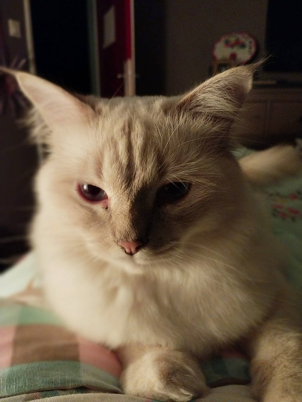 Simba a rejoint le concours — aidez-le/la à gagner de superbes lots ! carnivore, cat, claw, comfort, domestic_short_haired_cat, eye, fawn, felidae, fur, paw, small_to_medium_sized_cats, snout, tail, whiskers, window