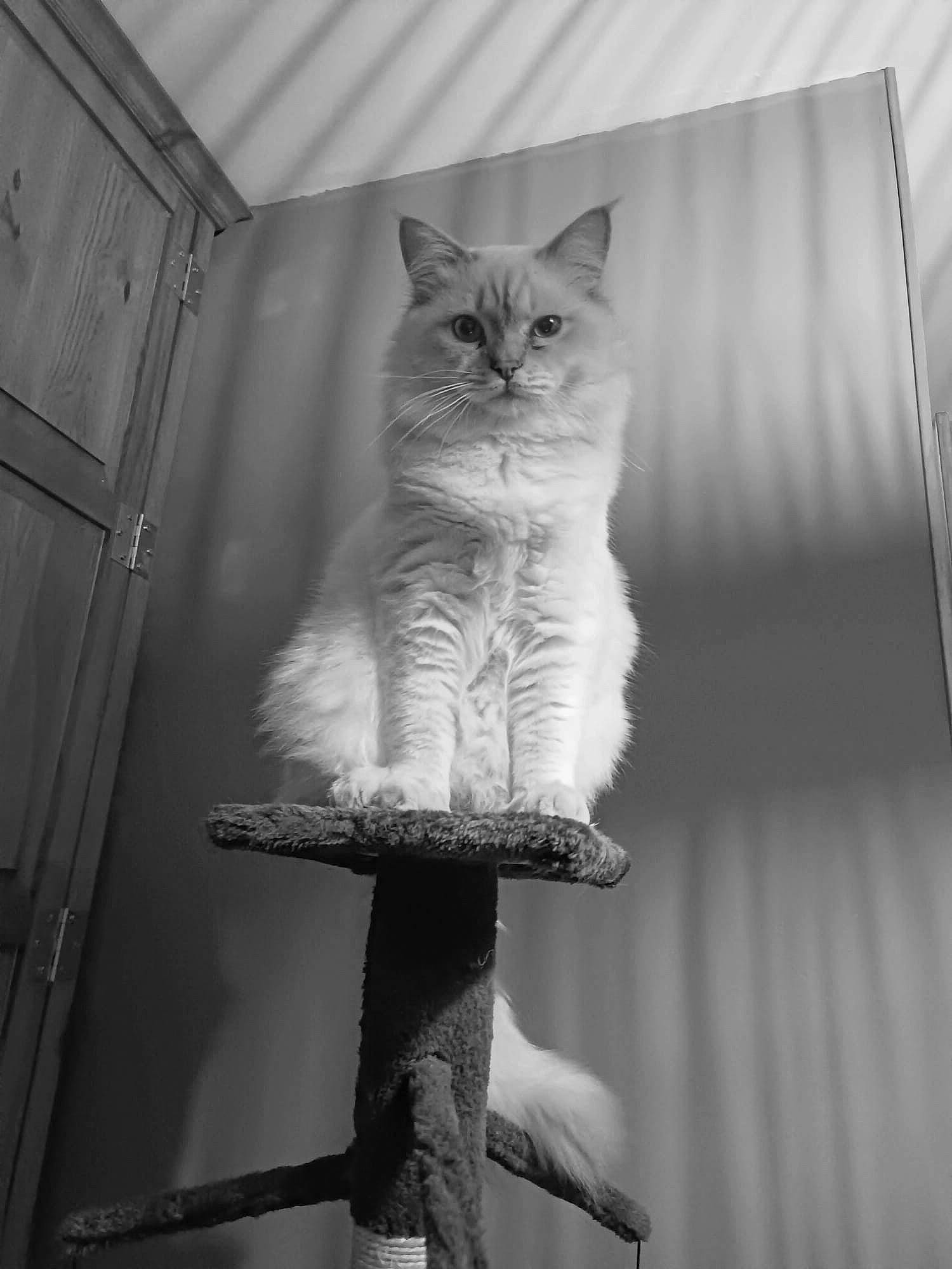 Simba a rejoint le concours — aidez-le/la à gagner de superbes lots ! black_and_white, carnivore, cat, chair, domestic_short_haired_cat, fawn, felidae, fur, grey, iris, monochrome, monochrome_photography, sitting, small_to_medium_sized_cats, snout, style, tail, whiskers, window, wood