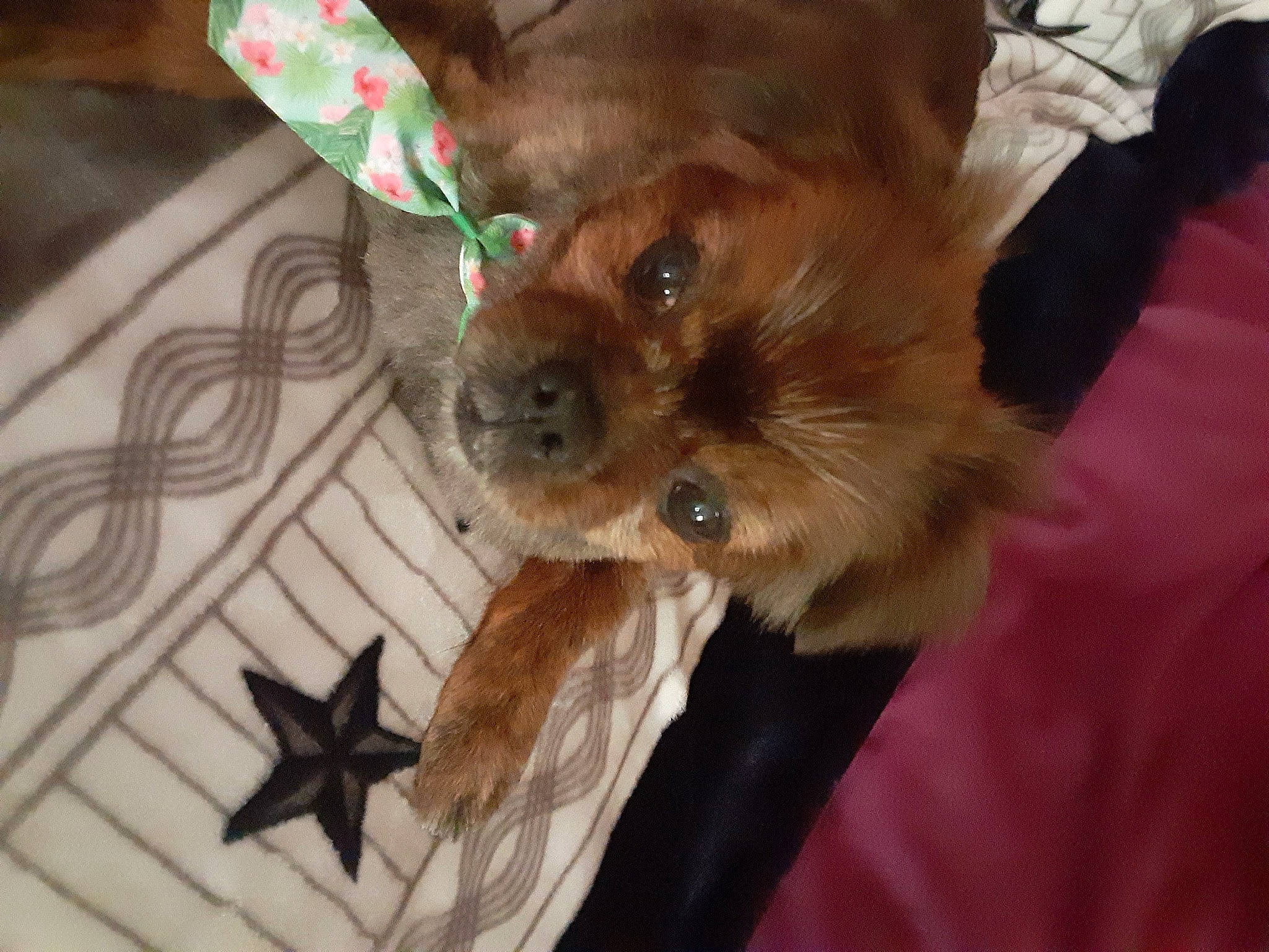 Freedom is registered to the contest to win money with this photo: canidae, carnivore, claw, companion_dog, corgi_chihuahua, dog, dog_breed, dog_supply, fawn, fur, liver, paw, puppy, snout, sporting_group, tail, toy_dog, whiskers, wood, working_animal