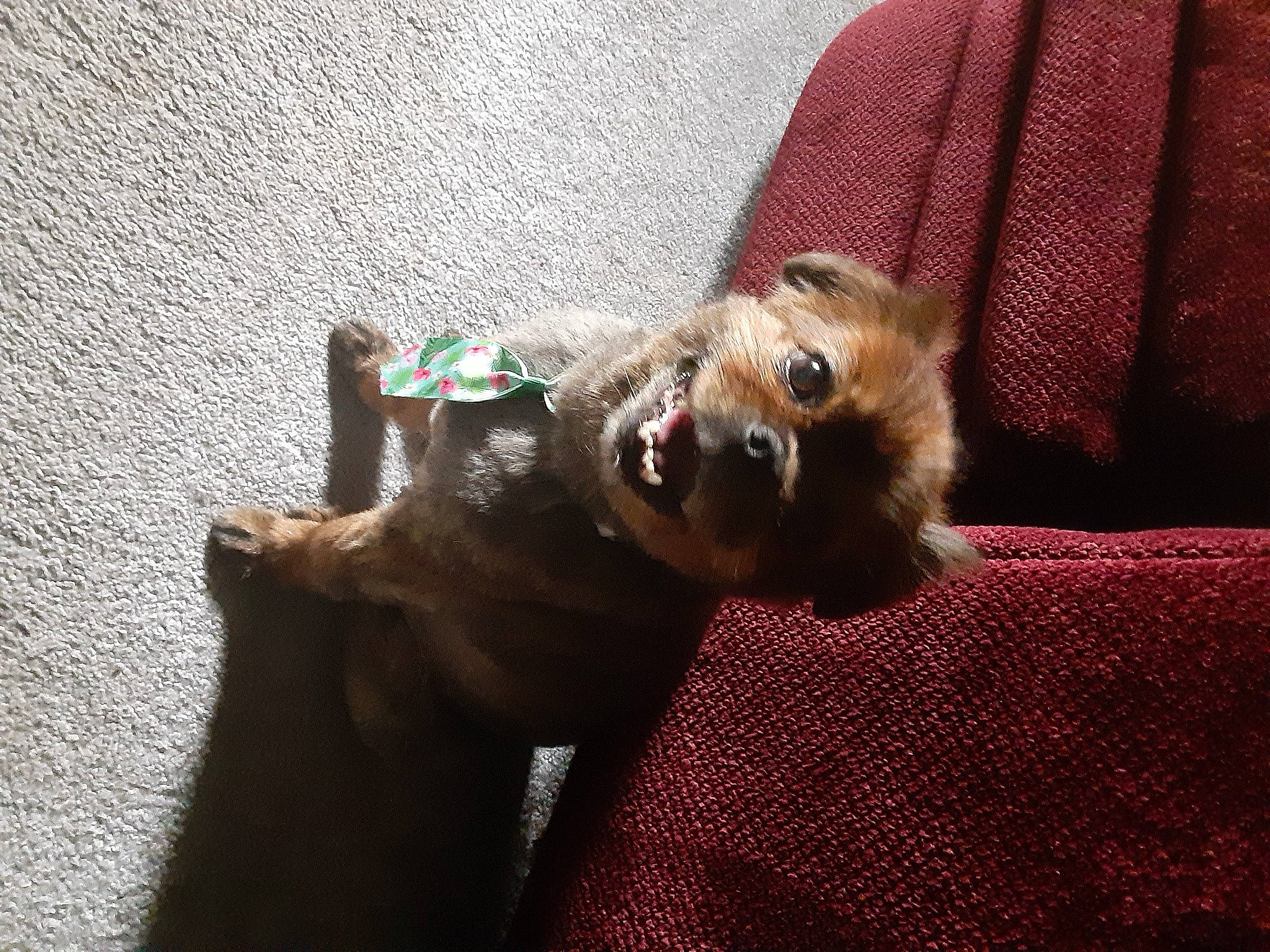 Freedom is registered to the contest to win money with this photo: canidae, carnivore, chair, comfort, companion_dog, dog, dog_breed, fawn, felidae, fur, leash, liver, paw, pomeranian, small_to_medium_sized_cats, snout, sporting_group, toy_dog, whiskers, working_animal