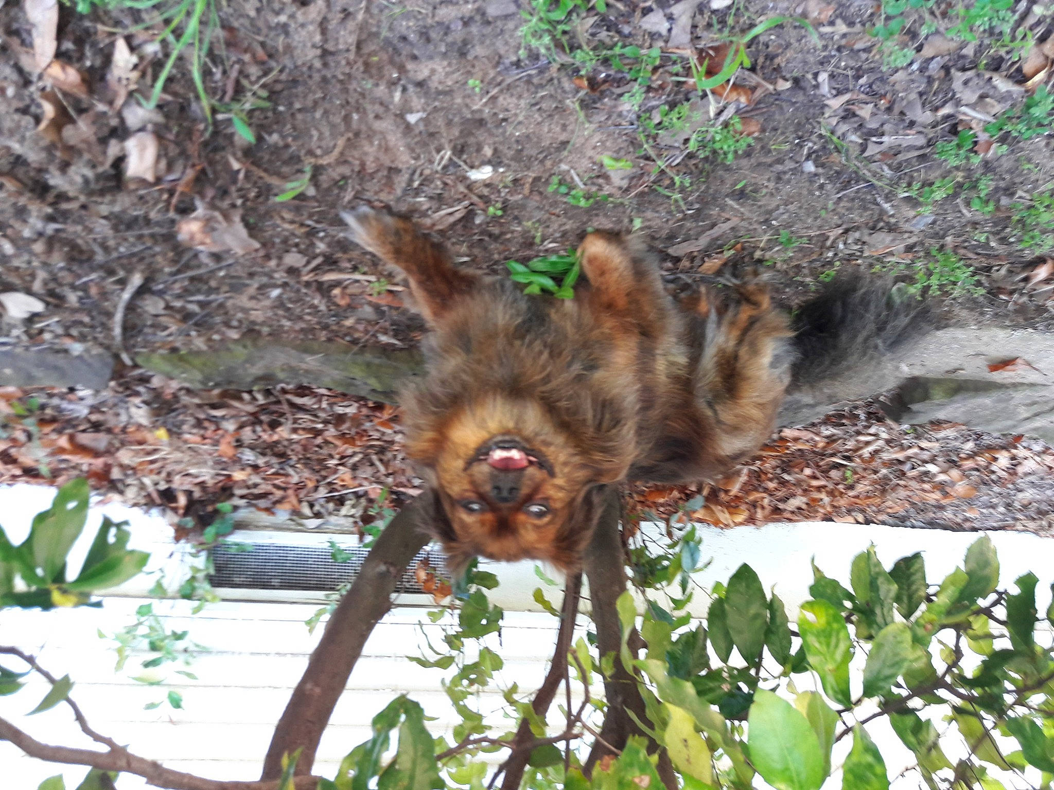 Freedom joined the competition — help win amazing prizes! bat, canidae, dog_breed, fawn, fur, grass, groundcover, jungle, liver, mammal, plant, primate, soil, tail, terrestrial_animal, terrestrial_plant, twig, wildlife, zoo