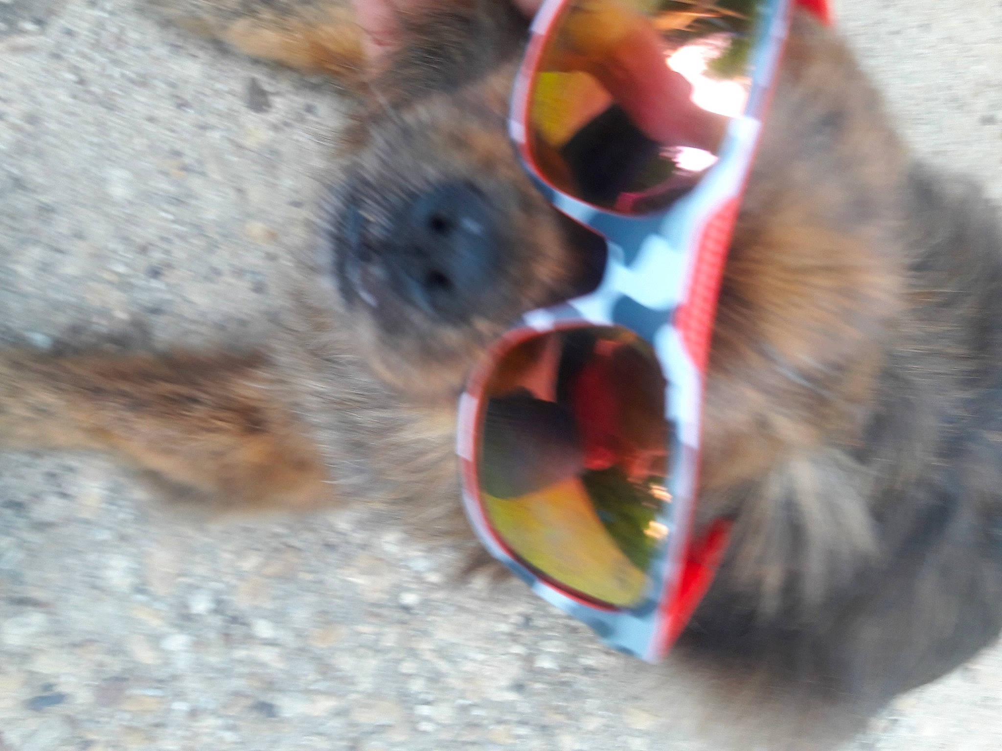 Freedom is registered to the contest to win money with this photo: _geese_and_swans, beak, canidae, carnivore, cat, claw, dog_breed, domestic_short_haired_cat, ducks, felidae, fur, invertebrate, mandrill, pest, small_to_medium_sized_cats, snout, sporting_group, tail, terrestrial_animal, whiskers