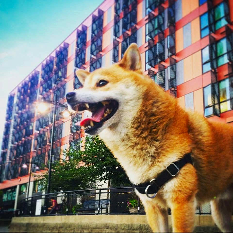 Joben is registered to the contest to win money with this photo: canidae, canis, carnivore, collar, companion_dog, dog, dog_breed, fawn, fence, fur, leash, metal, plant, sky, snout, spitz, sporting_group, tail, tree, window